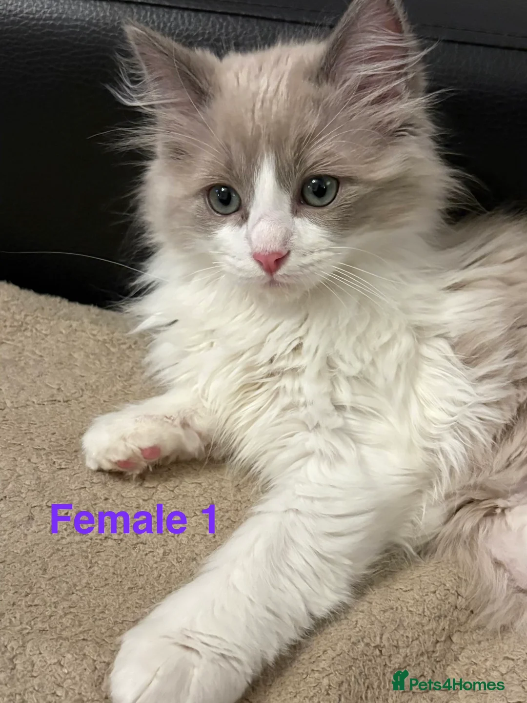 Ragdoll cats for sale: Six Ragdoll Kittens For Sale  - Advert 18