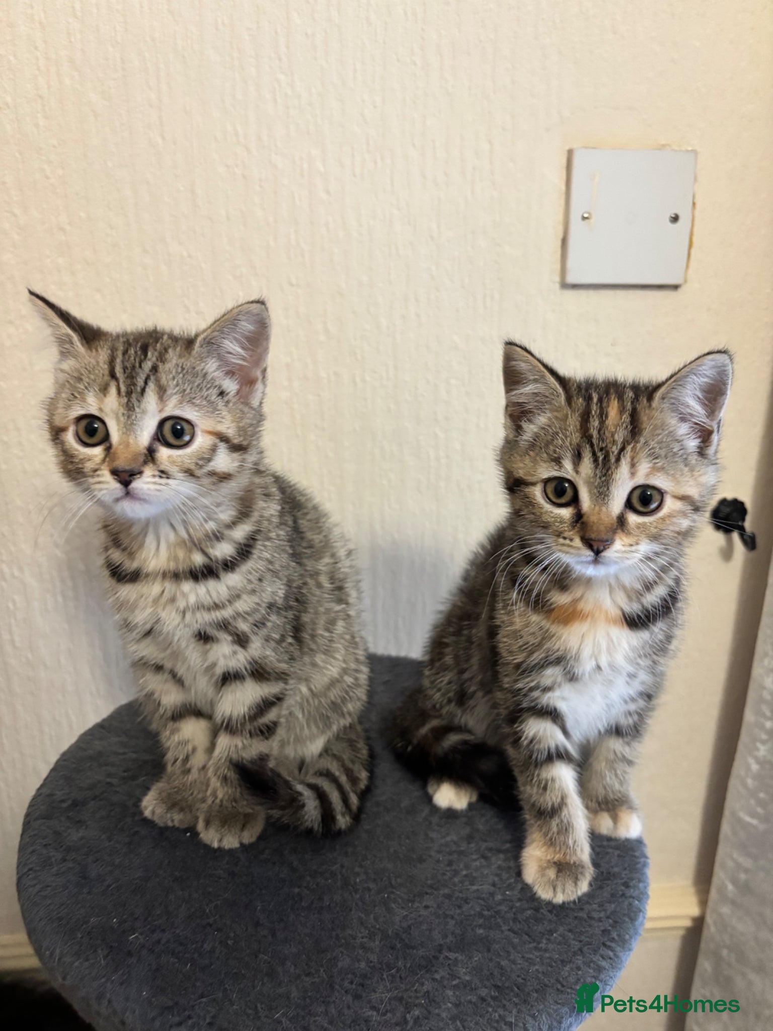 Mixed Breed cats for sale: 4 little kittens ready to find a loving home - Advert 3