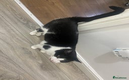 Domestic Shorthair cats for sale: Black and white cat well tammed  - Image 1