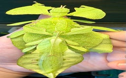 Stick Insects invertebrates for sale: Cryptophyllium limogesi nymphs (leaf insects) - Image 6