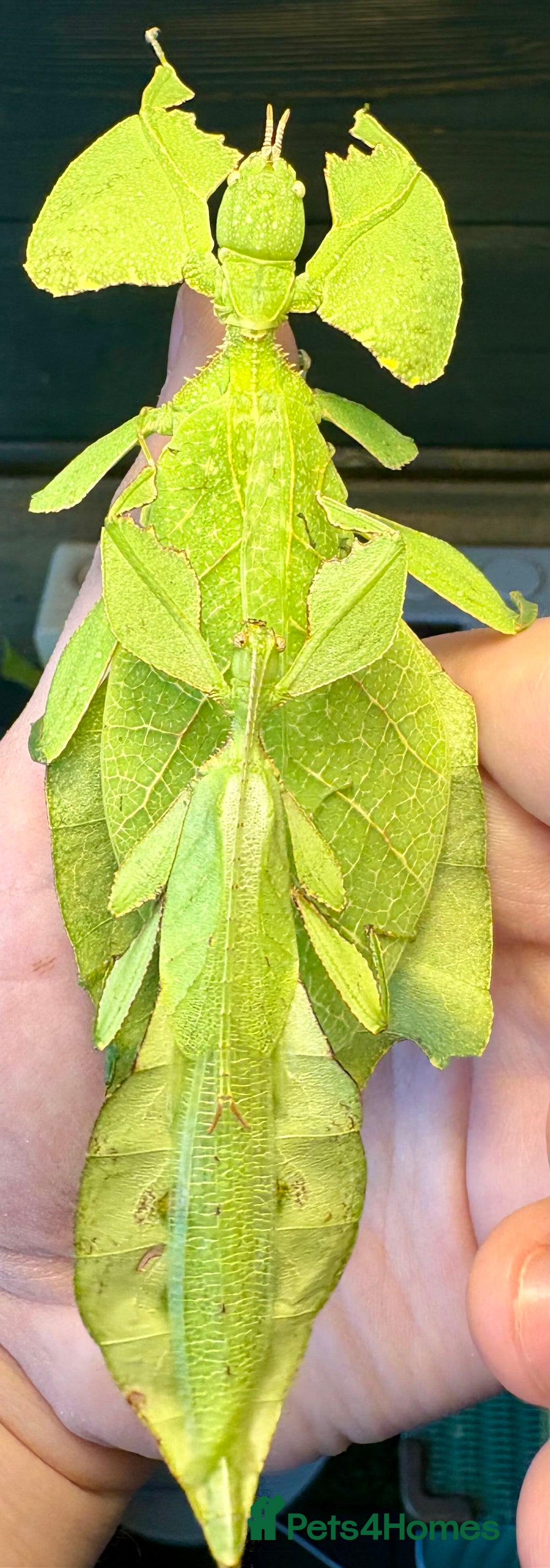Stick Insects invertebrates for sale: Cryptophyllium limogesi nymphs (leaf insects) - Image 6