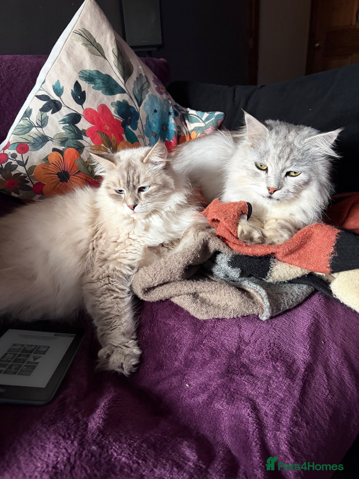 Siberian cats Two Siberian girls!! - Advert 1