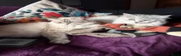 Siberian cats for sale: Two Siberian girls!! - Advert 1