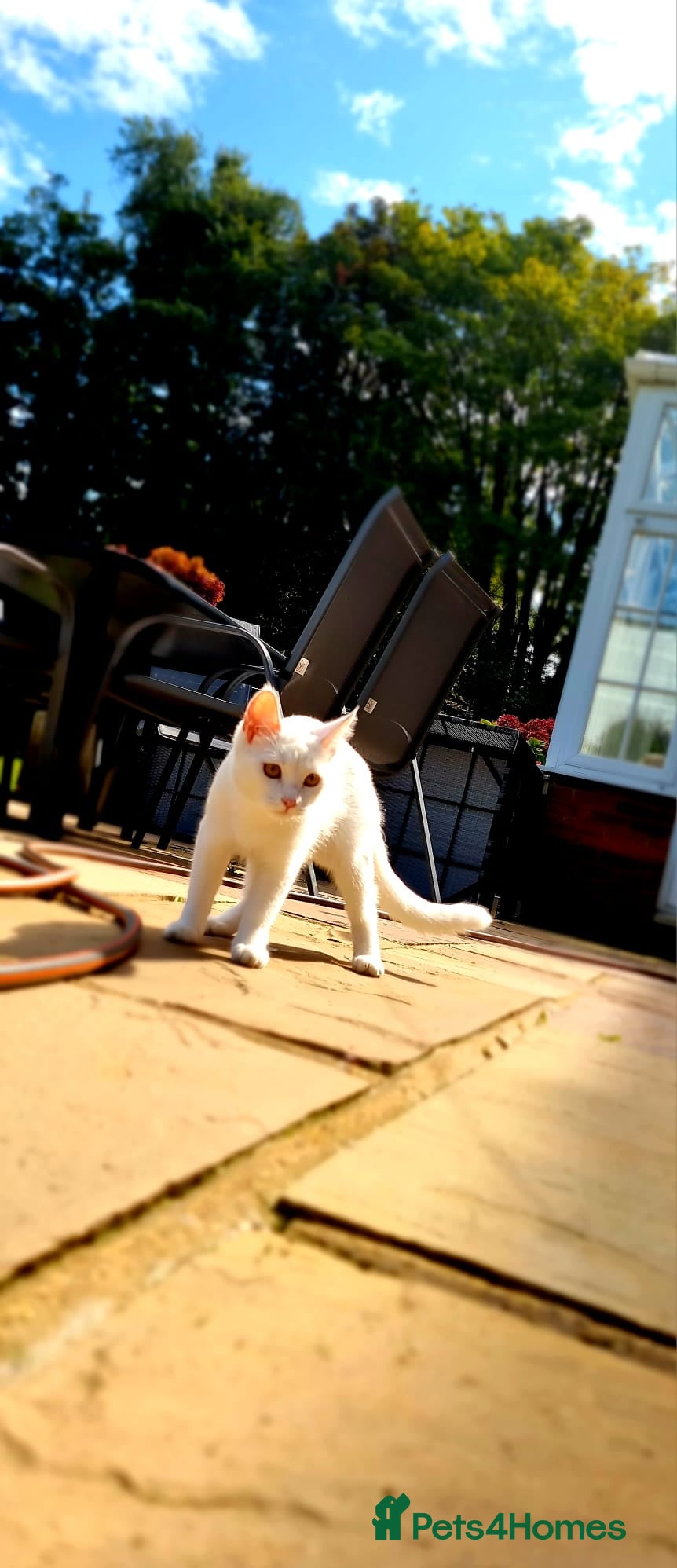 Turkish Angora cats Luxurious Turkish Agora mother cat for sale - Advert 12