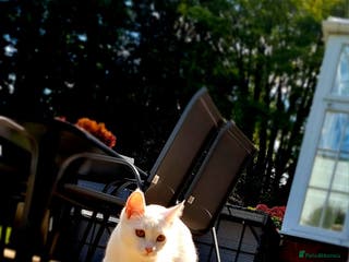 Turkish Angora cats Luxurious Turkish Agora mother cat for sale - Advert 15