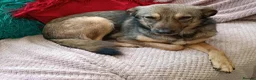 Mixed Breed dogs for adoption: Margot for adoption - Advert 7