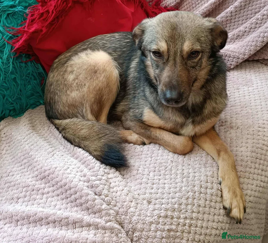 Mixed Breed dogs for adoption: Margot for adoption - Advert 7