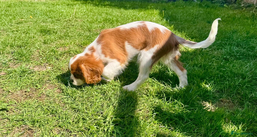 Cavalier King Charles Spaniel dogs for sale: CAVALIER KING CHARLES PUPPY – KC REG & DNA TESTED - Image 5
