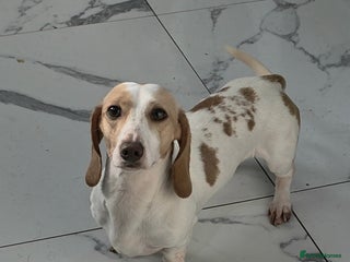 Miniature Dachshund dogs Miniature Dachshund Piebald - Advert 15