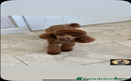 Labradoodle dogs for sale: Miniature Labradoodle  - Advert 24