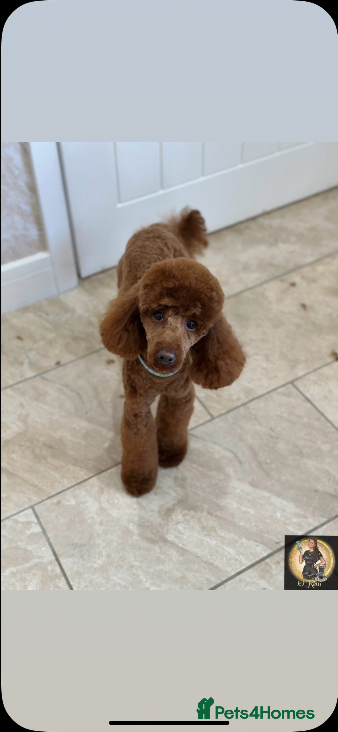 Labradoodle dogs for sale: Miniature Labradoodle  - Advert 24