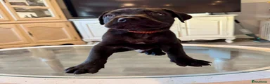 Cane Corso 6