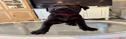 Cane Corso dogs for sale: Cane corso 1 MALE LEFT - Advert 4