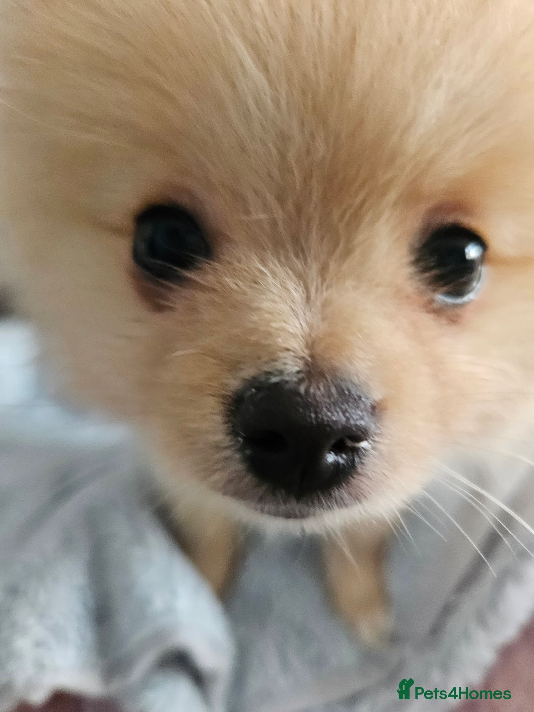 Pomeranian dogs for sale: 1 cream sable Pomeranian puppy. - Image 14