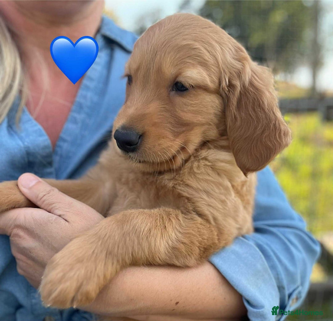Golden Retriever dogs for sale: Beautiful KC Golden Retriever Puppies - Image 6