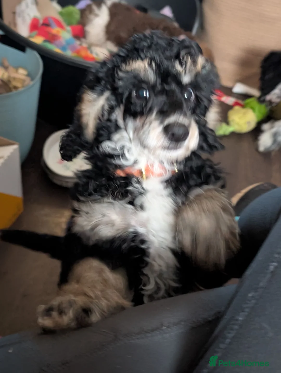 Cockapoo dogs for sale: Beautiful girl F3b  in Mansfield - Advert 2