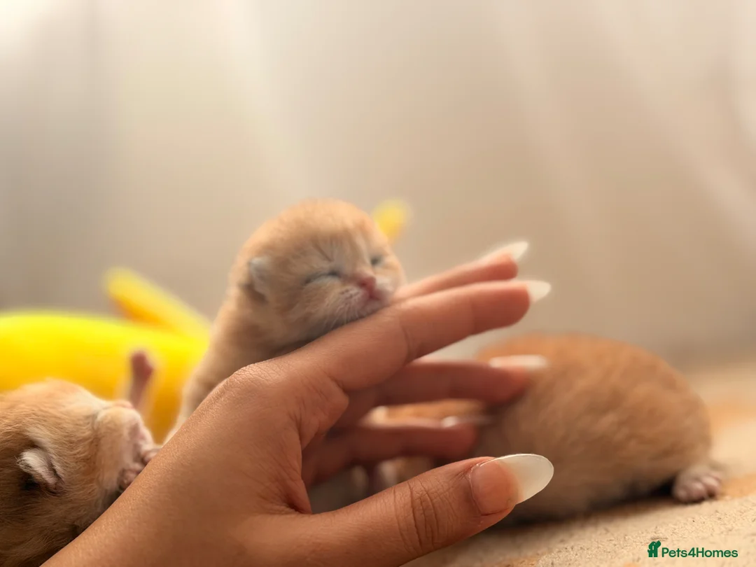 British Shorthair cats for sale: GOLDEN 5 star babies NY12 beautiful boys Left - Advert 2