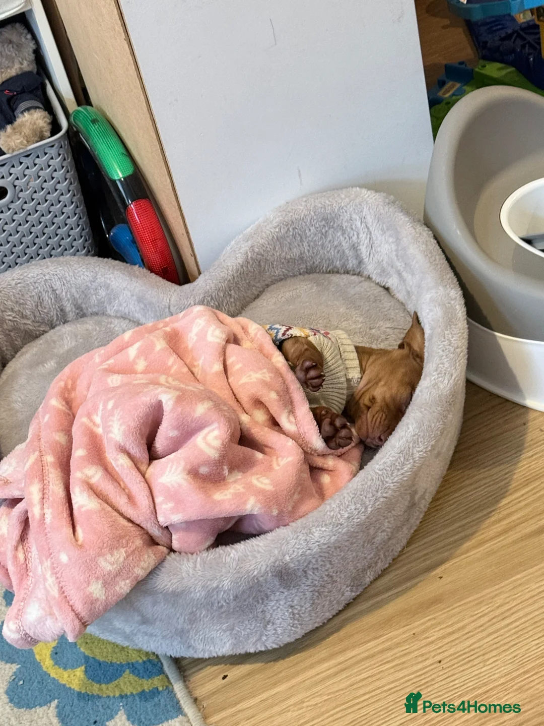 Dachshund dogs for sale: SAD SALE - 9 week old coco  - Advert 14