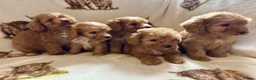 Cockapoo dogs for sale: F1 health clear cockapoo puppies  - Advert 1