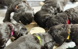 Cockapoo dogs for sale: 🐾 Gorgeous F2 Cockapoo Puppies 🐾 - Image 12