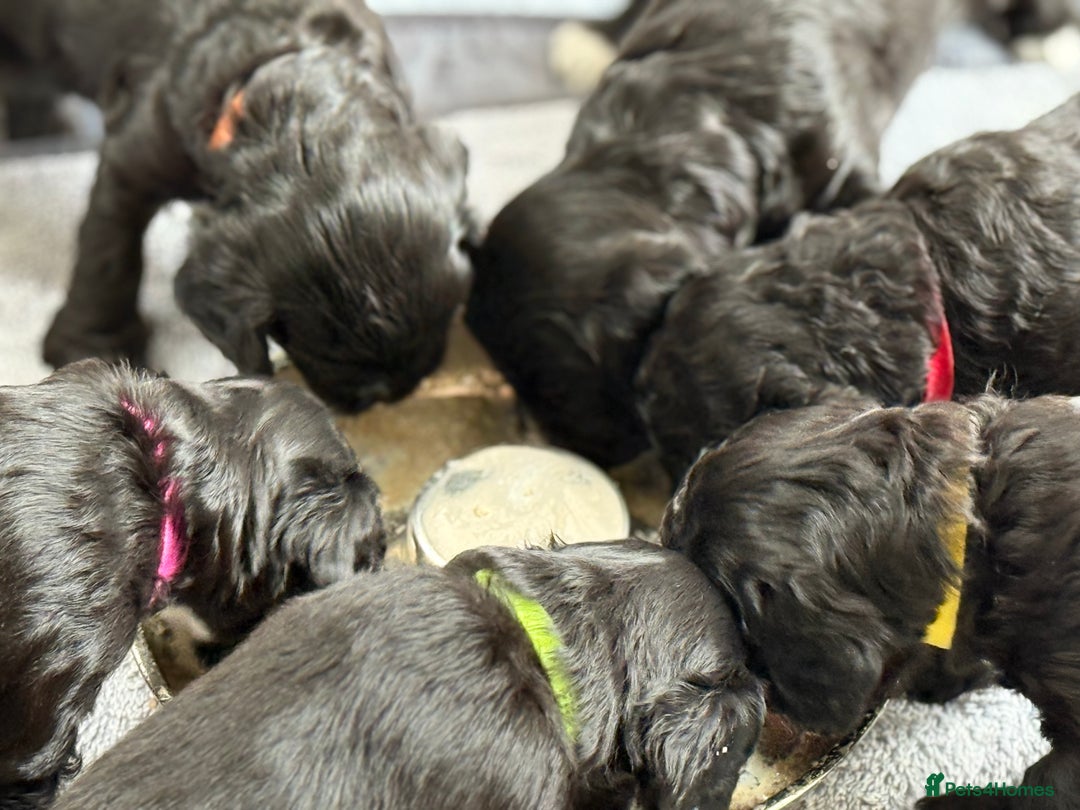 Cockapoo dogs for sale: 🐾 Gorgeous F2 Cockapoo Puppies 🐾 - Image 12