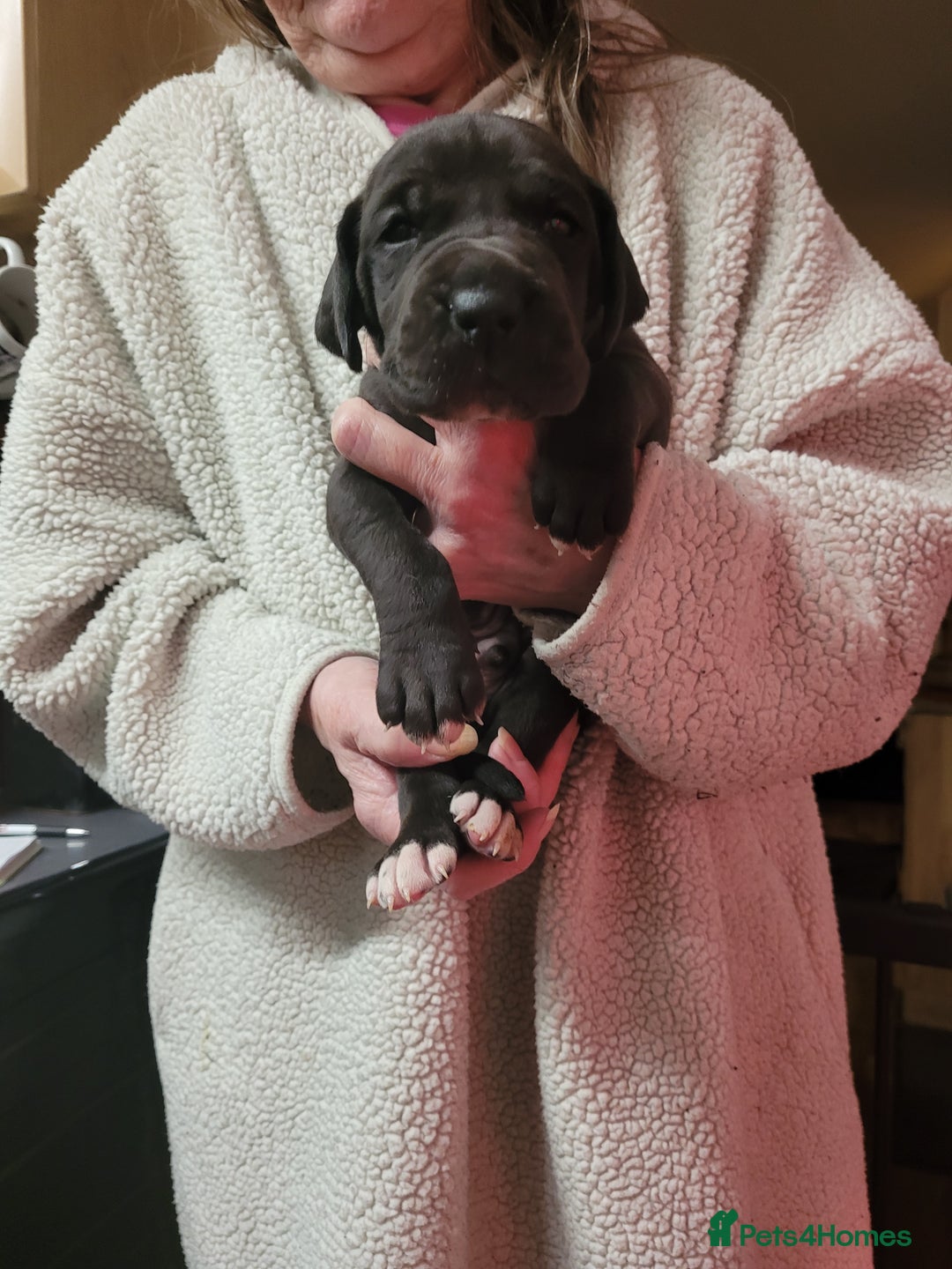 Great Dane dogs for sale: Magnificent litter of black great dane puppies - Advert 21