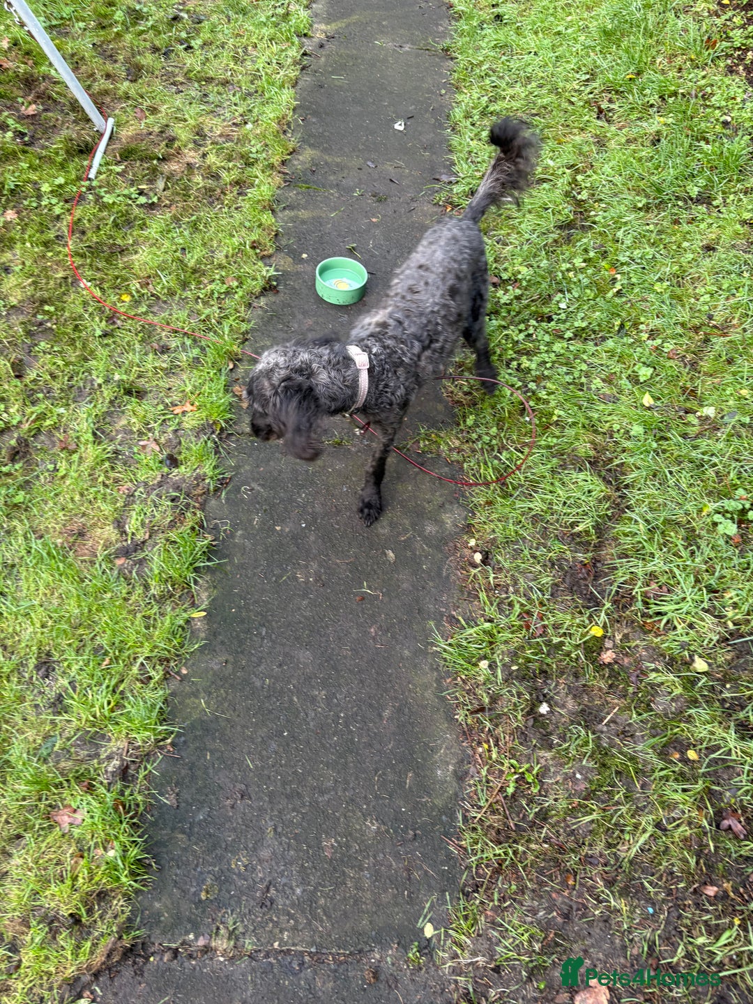 Mixed Breed dogs for sale: Bedlingtonxpoodle 10 months old  - Advert 3