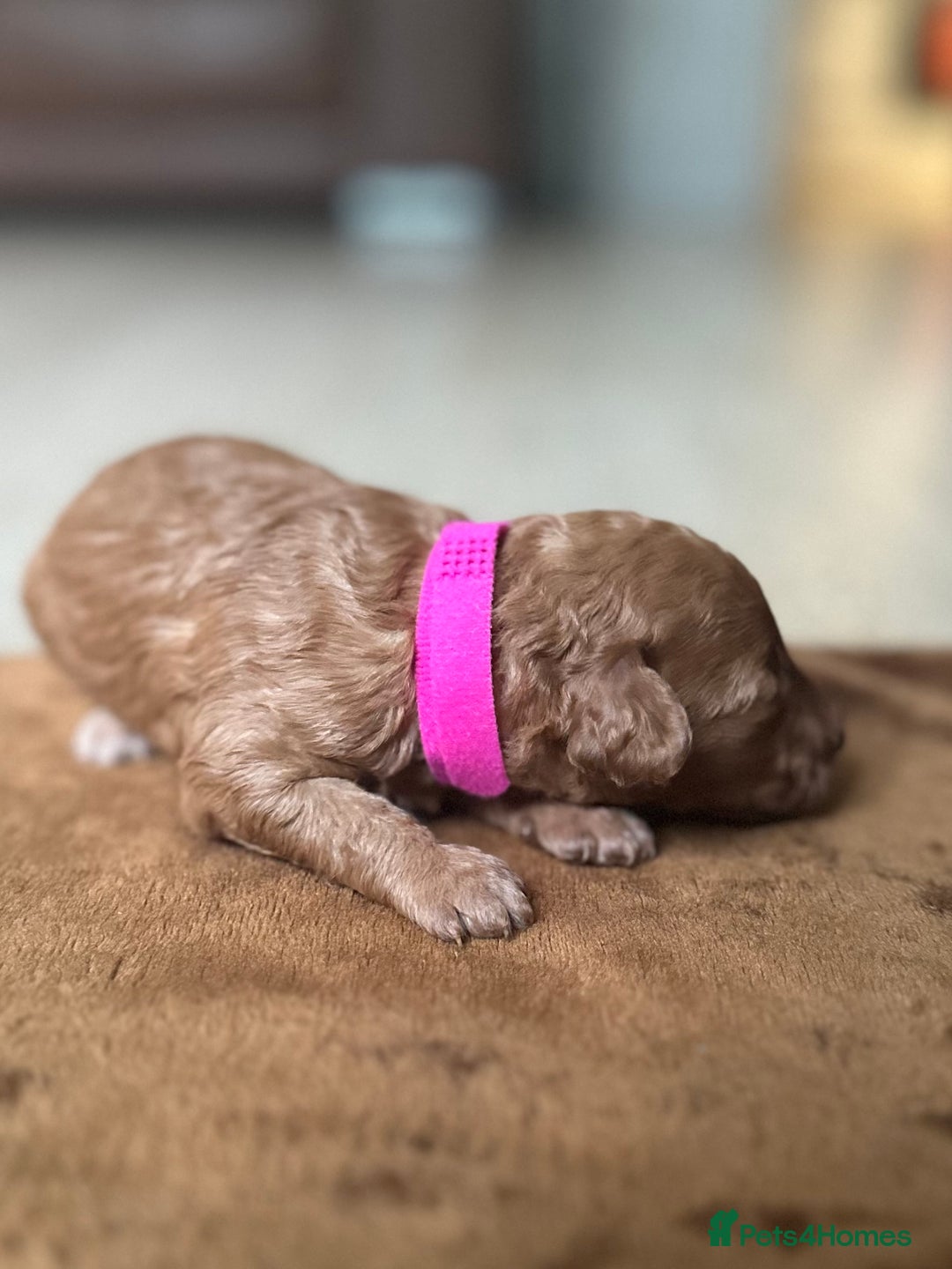 Toy Poodle dogs for sale: Red & black toy poodles  - Image 6