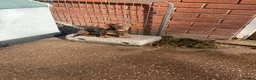Miniature Dachshund dogs for sale: Two pure female dachshunds  - Advert 5