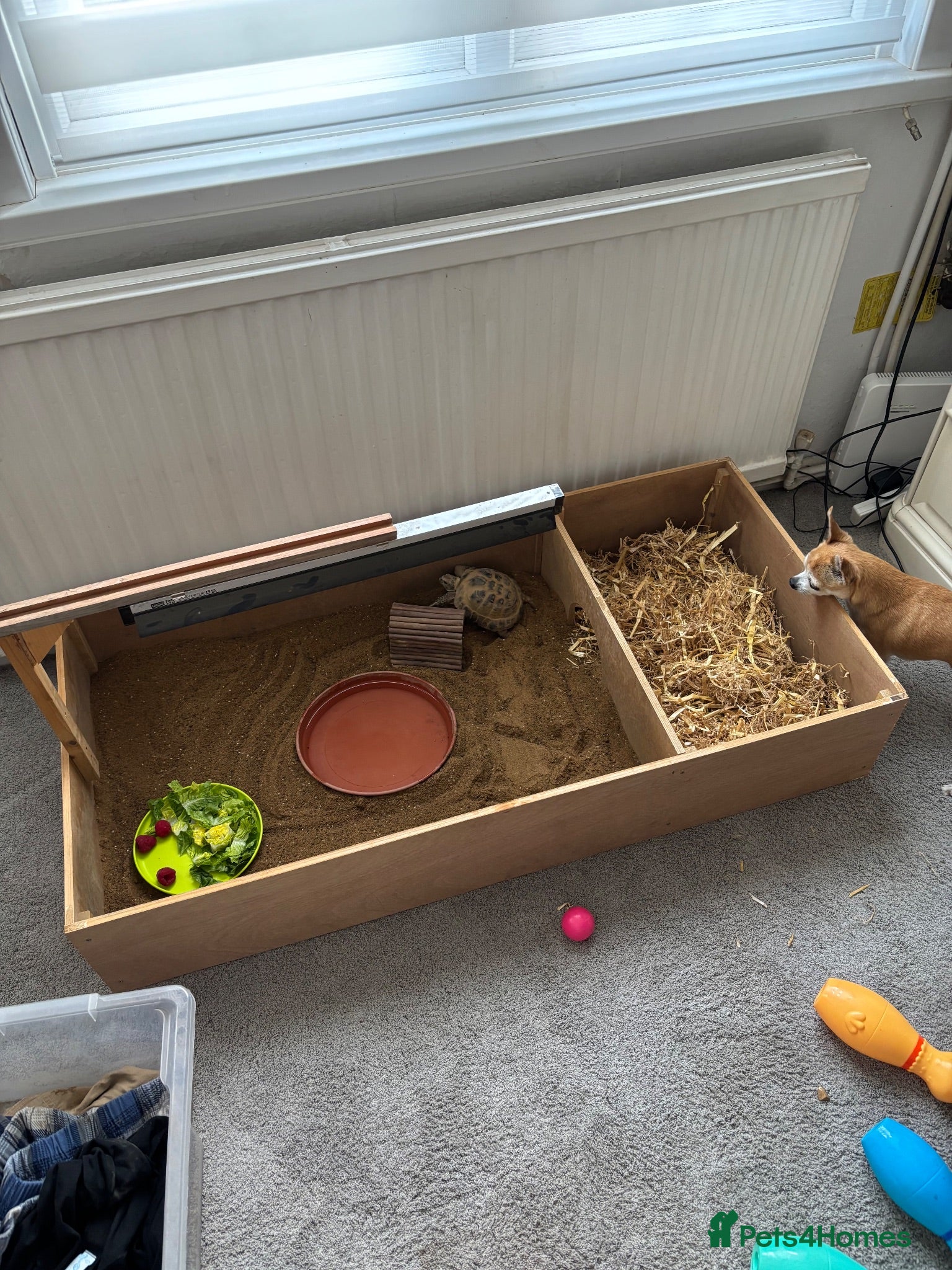 Tortoise reptiles Russian tortoise full size - Advert 1