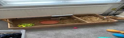 Tortoise reptiles for sale: Russian tortoise full size in Robertsbridge - Advert 1