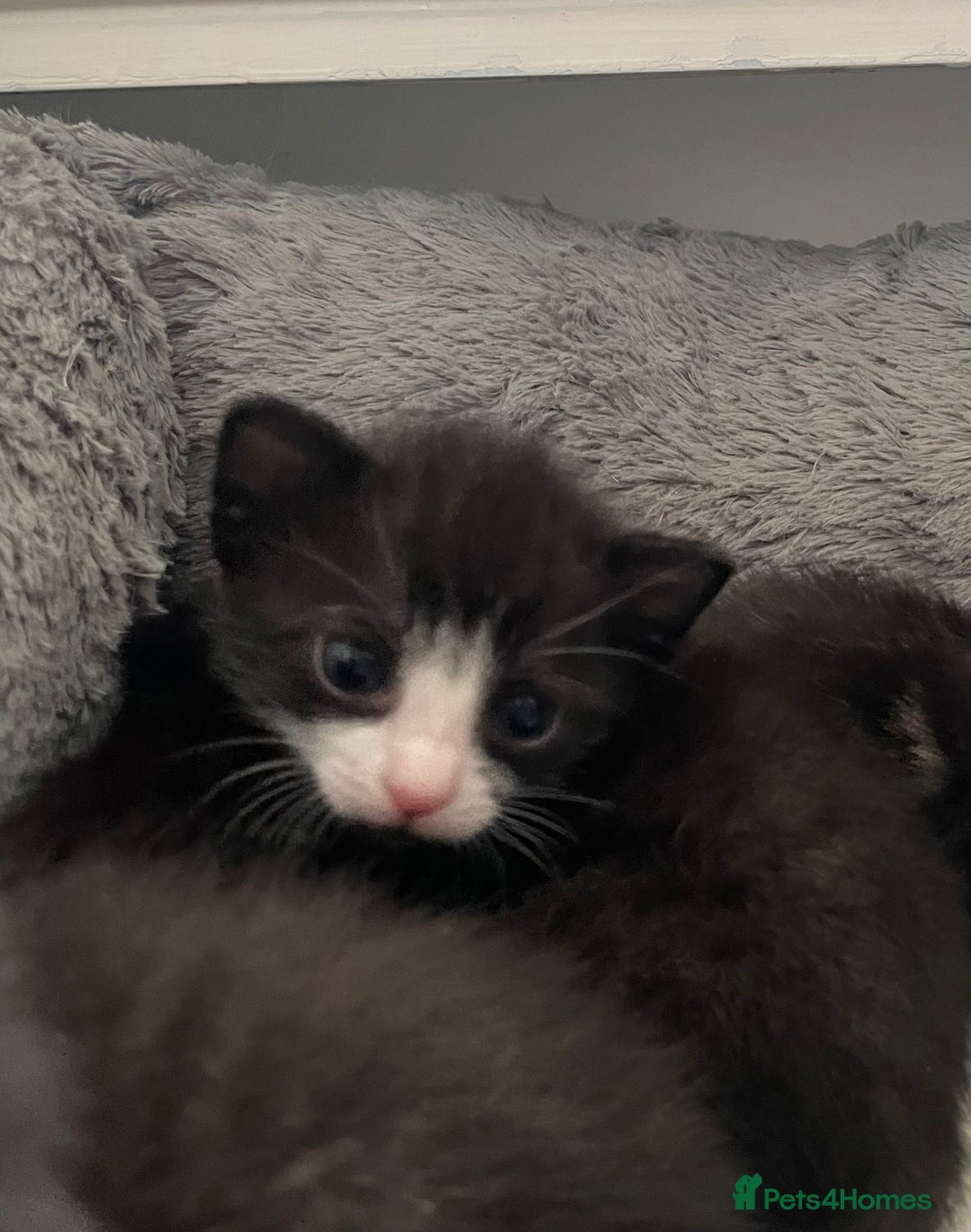 Mixed Breed cats for sale: 4 Beautiful Kitten - Advert 8