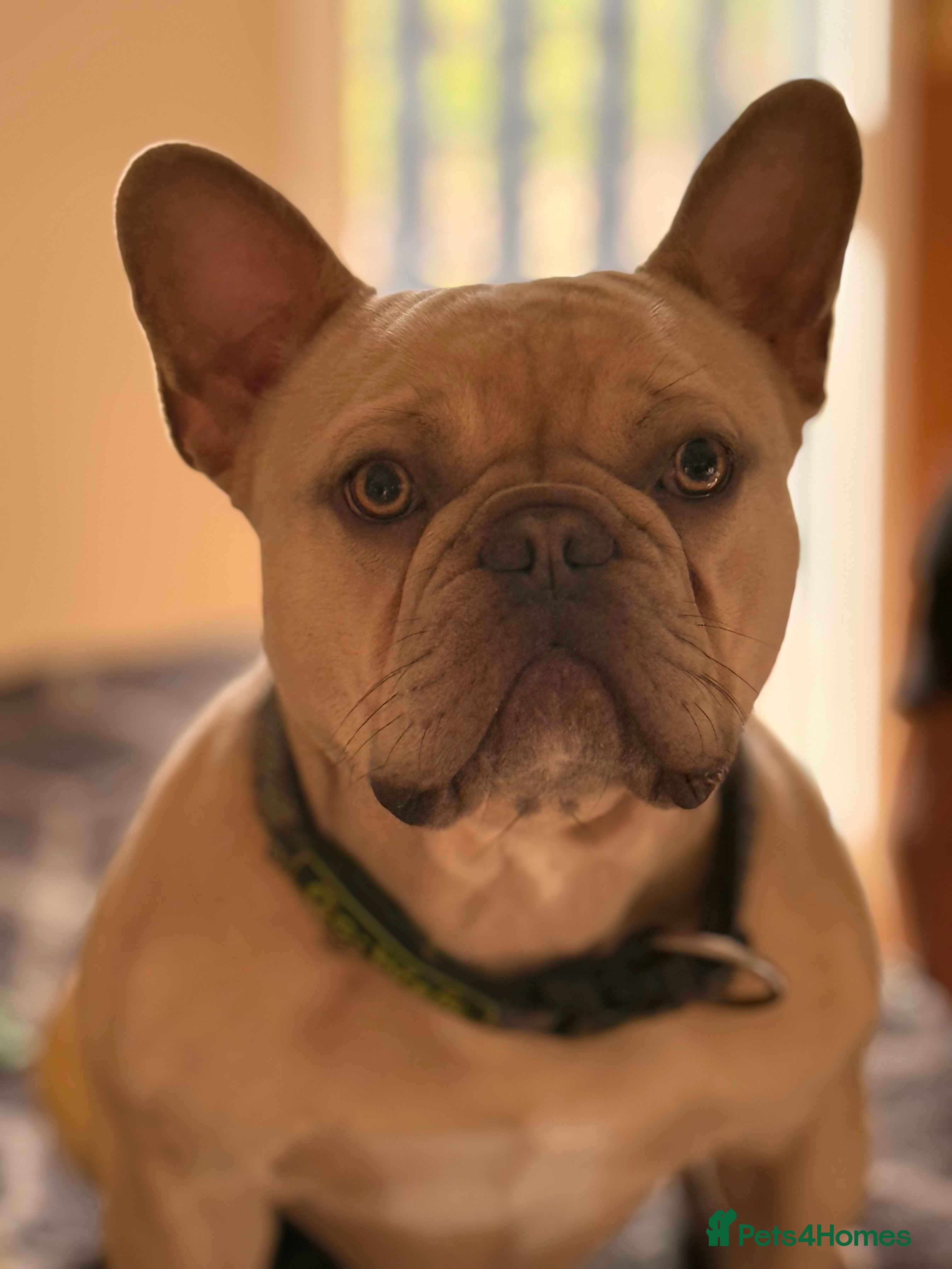 French Bulldog dogs French bulldog Stud - Advert 1