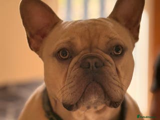 French Bulldog dogs French bulldog Stud - Advert 1