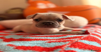 French Bulldog dogs - Advert 4