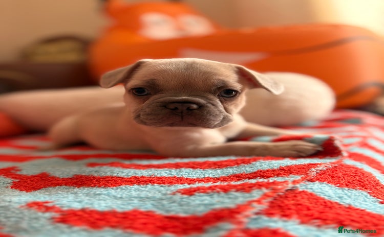 French Bulldog dogs - Advert 1