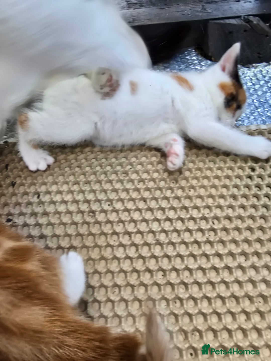 Mixed Breed cats for sale: Premium mixed breed kittens - Image 27