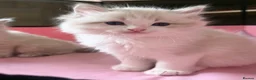 Ragdoll cats for sale: Luxury ragdoll kittens - Quality Breed  - Advert 10