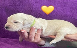 Golden Retriever dogs for sale: KC Reg Cream Boys from health tested parents.  - Image 20