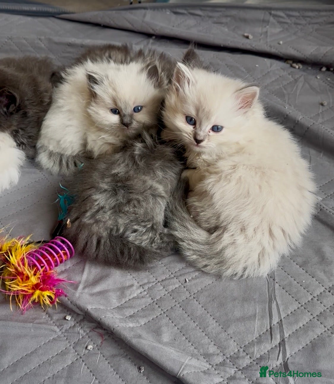 Perdoll cats DOLLFACE PERDOLL (PERSIAN-RAGDOLL) KITTENS - Advert 1