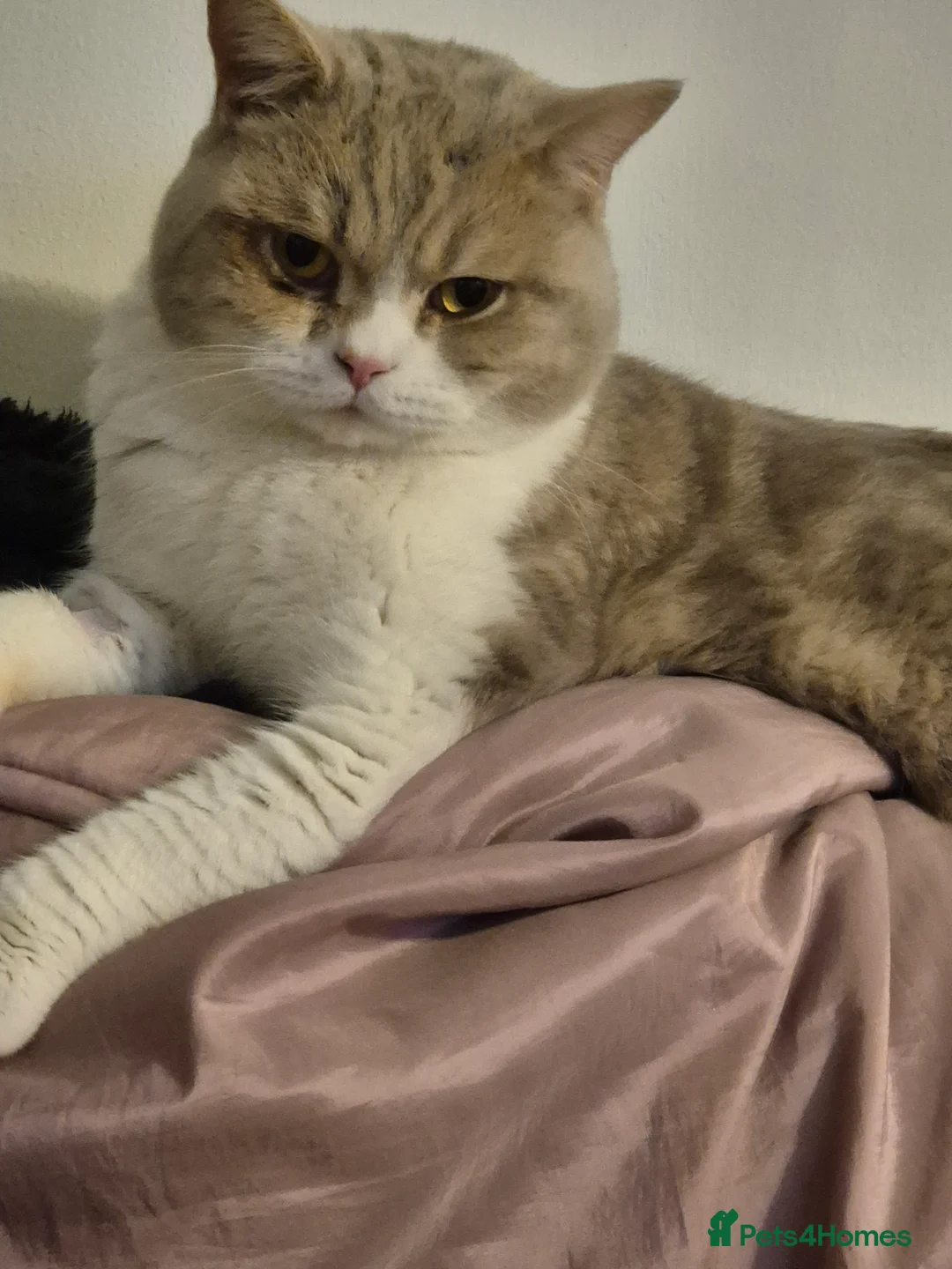 Selkirk Rex cats for sale: Absouloutly stunning Tica reg selkirk rex  - Advert 3