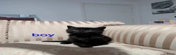 Mixed Breed cats for sale: Black floofy kittens, ready to go 🥰 - Advert 6