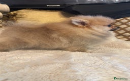 Pomeranian dogs for sale: Super tiny Pomeranian female - Image 3