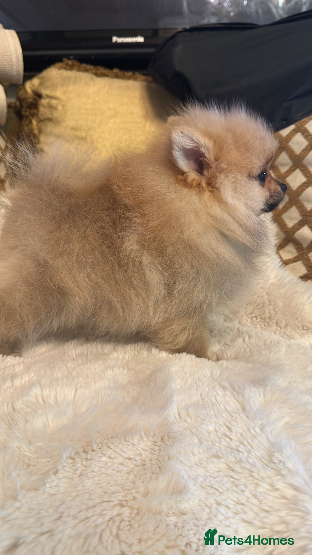 Pomeranian dogs for sale: Super tiny Pomeranian female - Image 3