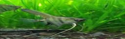 Angelfish fish for sale: Rare high wide fin stripes Angels - Advert 3