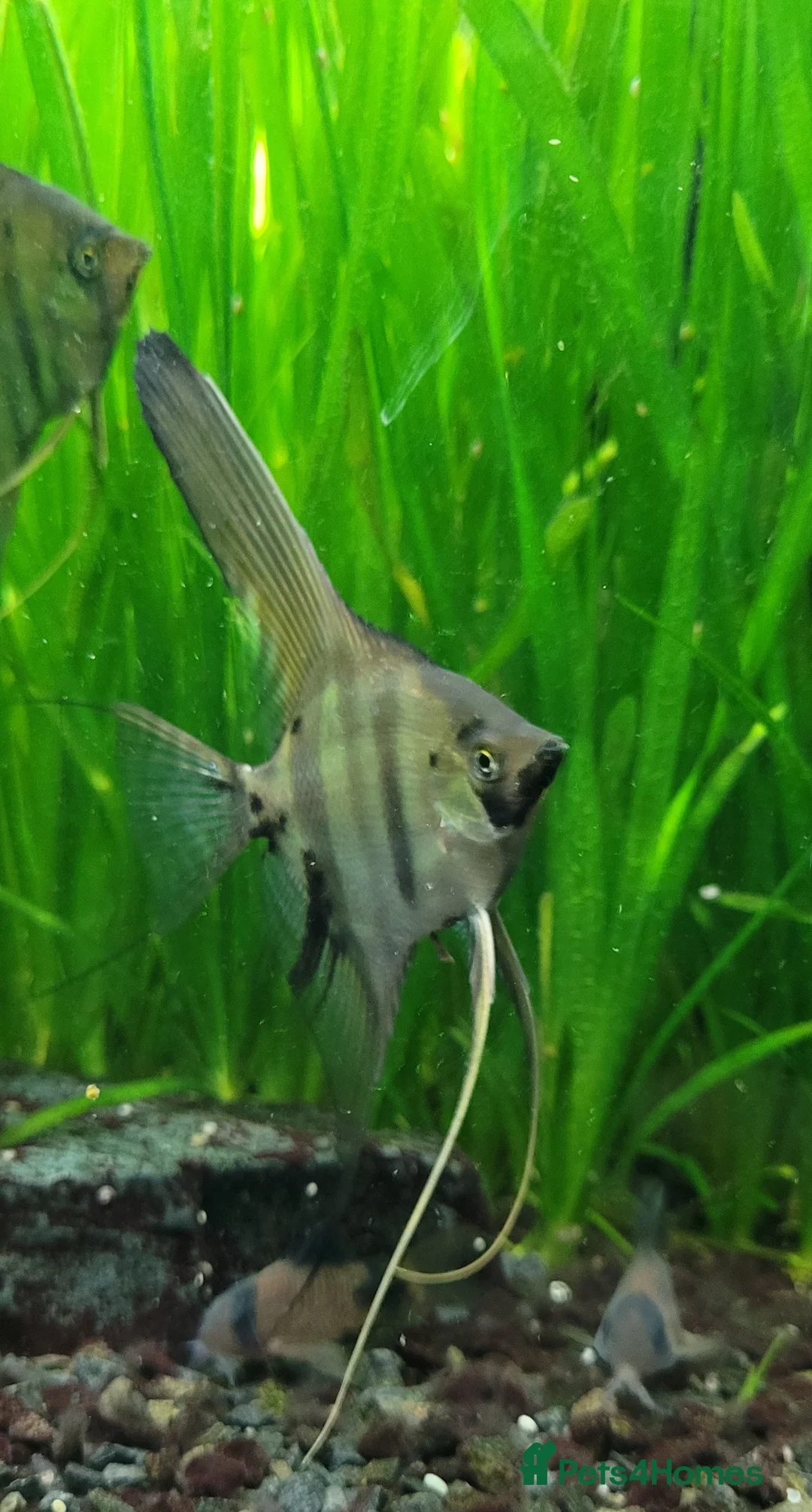 Angelfish fish for sale: Rare high wide fin stripes Angels - Advert 3