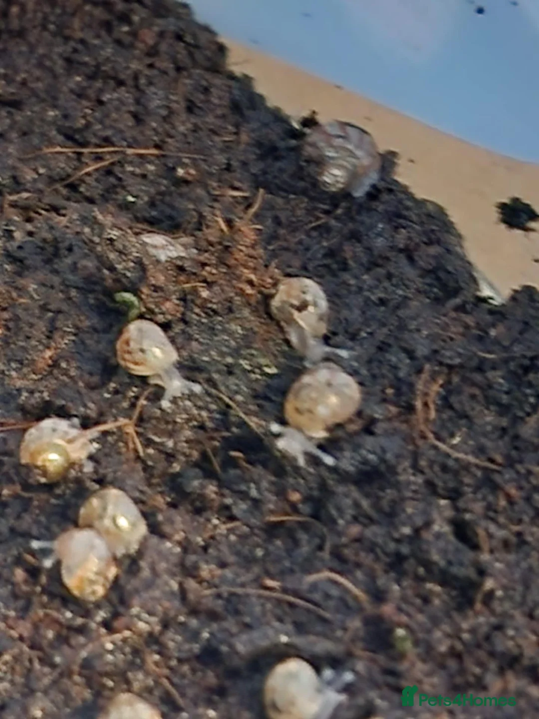 Snails invertebrates for sale: Baby Giant African land snails  in Crowborough - Advert 2