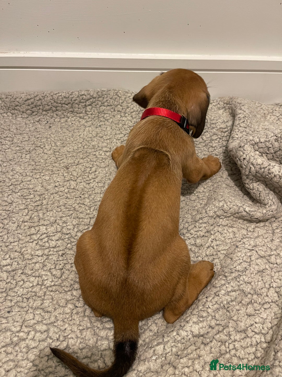 Rhodesian Ridgeback dogs for sale: Pedigree Ridgeback Puppies - READY FOR VIEWING in Scunthorpe - Image 34