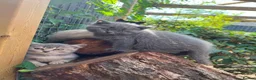 British Shorthair cats for sale: Stunning litter of x7 British short hair kittens  - Advert 9