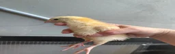 Mixed Breed poultry for sale: Rumpless Arucana Hen Polish, Brahma, silkie chicks - Advert 17